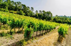 Draguignan, Provence-Alpes-Côte-d'Azur 83300