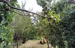 Velluire Sur Vendee, Pays de la Loire 85770