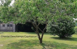PALINGES, Bourgogne 71430