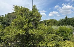 Calvisson, Languedoc-Roussillon 30420