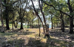 Prunelli-di-Fiumorbo, Haute-Corse 20243