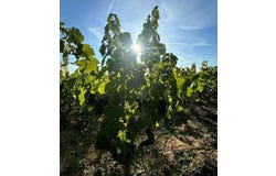 ROMANECHE THORINS, Bourgogne 71570