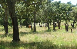 Cervione, Haute-Corse 20221