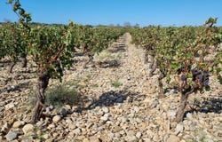 Lézignan-Corbières, Languedoc-Roussillon 11200
