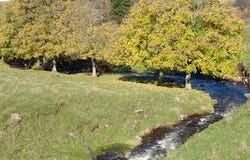 Saint-Front, Auvergne-Rhône-Alpes 43550
