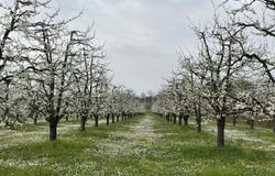 MIRABEL, Occitanie 82440
