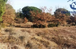 Saint-Jean-Pla-de-Corts, Languedoc-Roussillon 66490