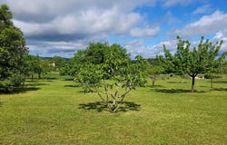 Cahors, Lot 46000