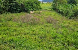 Le Lamentin, Aquitaine 97232