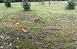 Angrie, Pays de la Loire 49440