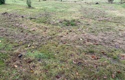 Angrie, Pays de la Loire 49440