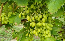 Vanzac, Poitou-Charentes 17500