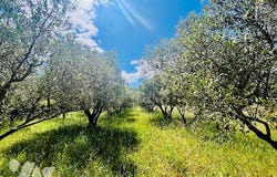 BESSE SUR ISSOLE, Provence-Alpes-Côte d'Azur 83890