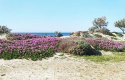 Saintes-Maries-De-La-Mer, Provence-Alpes-Côte d'Azur 13460