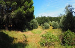 La Garde-Freinet, Provence-Alpes-Côte-d'Azur 83680