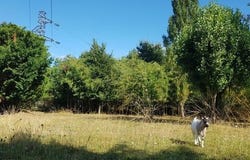 VILLEPERDUE, Centre 37260