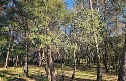 SAINT CLEMENT DE RIVIERE, Occitanie 34980
