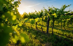 Limoux, Languedoc-Roussillon 11300