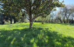 Civray, Poitou-Charentes 86400
