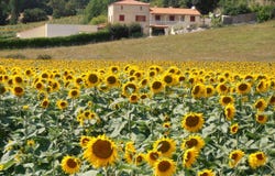 Cazes-Mondenard, Midi-Pyrénées 82110