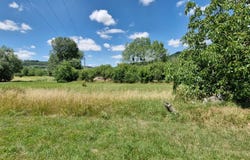 La Neuveville-sous-Montfort, Grand Est 88800