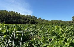 Le Thoronet, Provence-Alpes-Côte d'Azur 83340