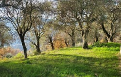 Contes, Provence-Alpes-Côte-d'Azur 06390