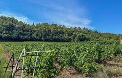 Le Thoronet, Provence-Alpes-Côte d'Azur 83340