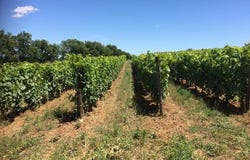 Alignan-Du-Vent, Languedoc-Roussillon 34290
