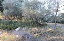 Uchaud, Gard 30620