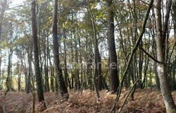 NIVILLAC, Bretagne 56130