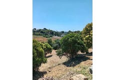 Mougins, Alpes-Maritimes 06250