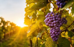 Limoux, Languedoc-Roussillon 11300