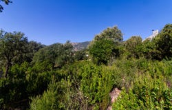 Tavaco, Corsica 20167