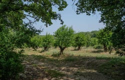 Bouquet, Languedoc-Roussillon 30580