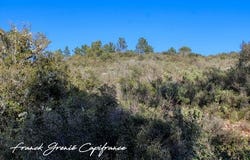 TOURVES, Provence-Alpes-Côte d'Azur 83170