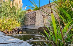 Tonnay Charente, Nouvelle-Aquitaine 17430