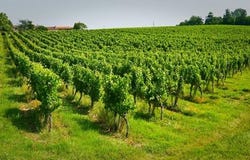 SAUVETERRE DE GUYENNE, Aquitaine 33540