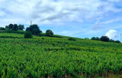 INGERSHEIM, Grand Est 68040