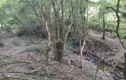 Lacaze, Tarn 81330