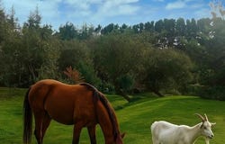 Plouegat-Moysan, Bretagne 29650