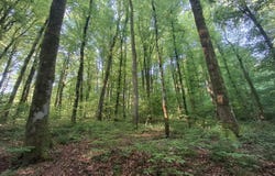 Eloie, Franche-Comté 90300