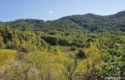 grosseto prugna, Corsica 20166