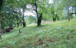 Tulle, Limousin 19000