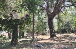 Cogolin, Var 83310