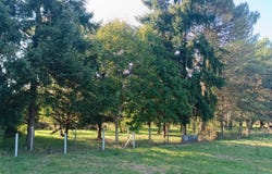 Selles-sur-Cher, Centre-Val de Loire 41130