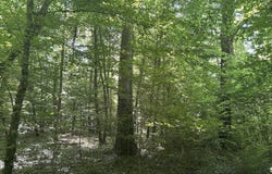 Marcenat, Auvergne 03260