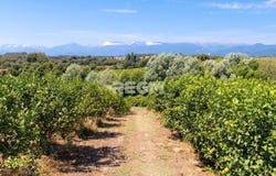 Cervione, Haute-Corse 20221