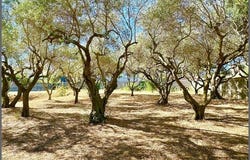 Bedarrides, Provence-Alpes-Côte d'Azur 84370