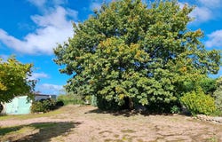 Curdin, Burgundy 71130